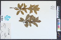 Quercus laurifolia image