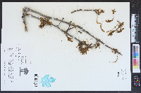 Quercus laevis image