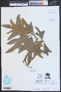 Quercus laevis image