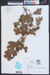 Quercus margaretta image