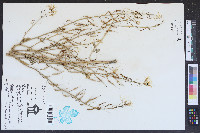 Raphanus raphanistrum subsp. sativus image