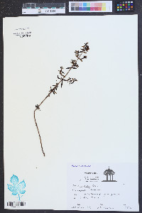 Rhexia lutea image
