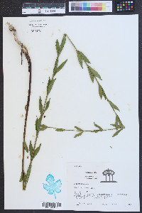 Rhexia alifanus image