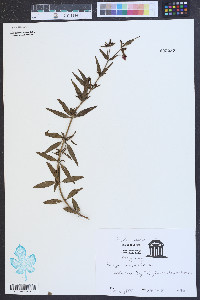 Rhexia alifanus image