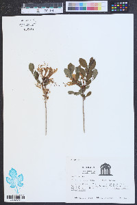 Rhododendron atlanticum image