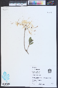 Rhododendron canescens image