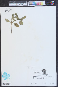 Richardia brasiliensis image