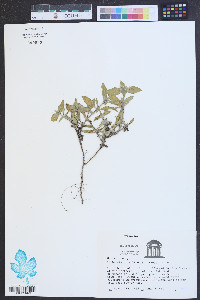 Richardia brasiliensis image