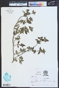 Richardia brasiliensis image