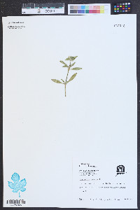 Richardia scabra image