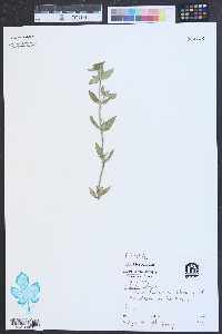 Richardia scabra image