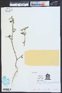 Richardia scabra image