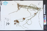 Rhynchospora macrostachya image