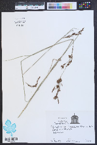 Rhynchospora inexpansa image