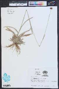 Rhynchospora ciliaris image