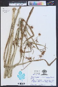 Rhynchospora corniculata image