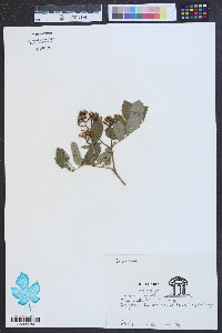 Rosa multiflora image