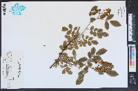 Rosa multiflora image