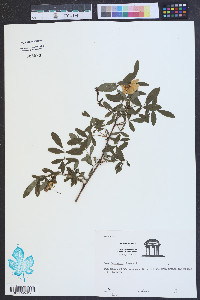 Rosa palustris image