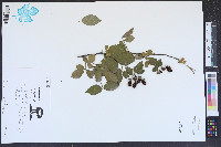 Rubus argutus image