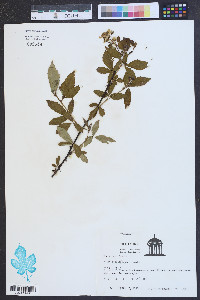 Rubus argutus image