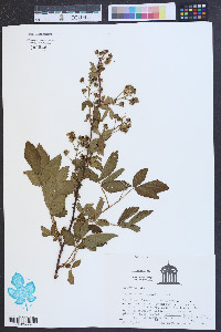 Rubus argutus image