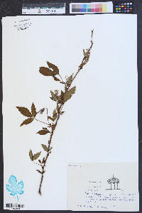 Rubus argutus image