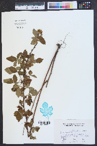 Rubus argutus image