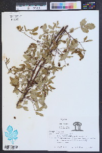 Rubus argutus image