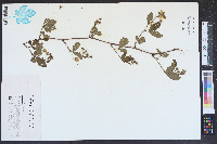 Rubus cuneifolius image