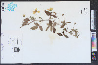 Rubus flagellaris image