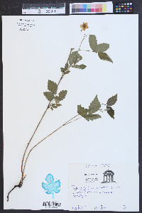 Rubus flagellaris image