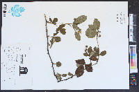 Rubus hispidus image