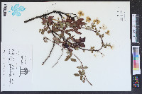 Rubus trivialis image