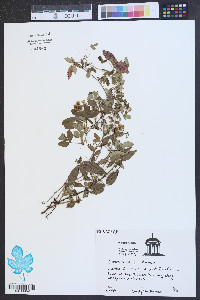 Rubus trivialis image