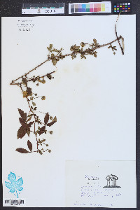 Rubus trivialis image