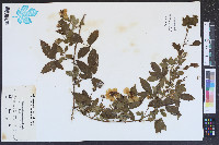 Rubus trivialis image