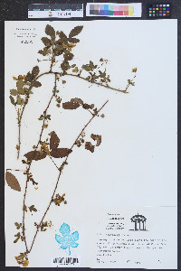 Rubus trivialis image