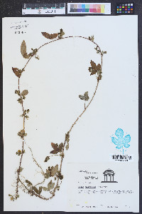 Rubus trivialis image