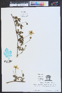 Rubus trivialis image