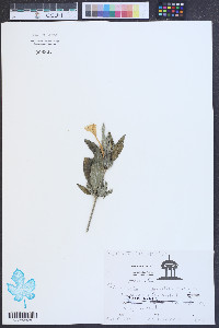 Ruellia caroliniensis image