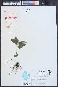 Ruellia caroliniensis image