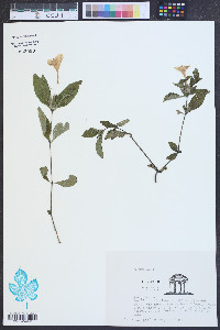 Ruellia caroliniensis image