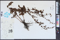 Rumex conglomeratus image