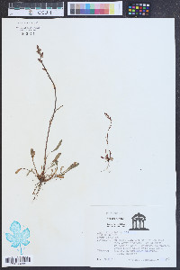 Rumex hastatulus image