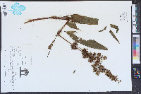 Rumex verticillatus image