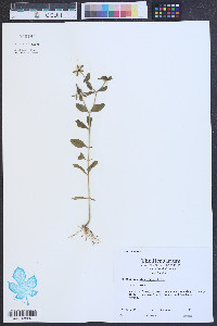 Sabatia calycina image