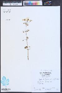 Sabatia calycina image