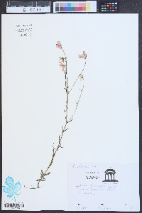 Sabatia stellaris image