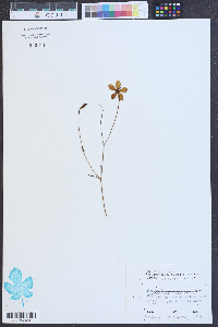 Sabatia stellaris image